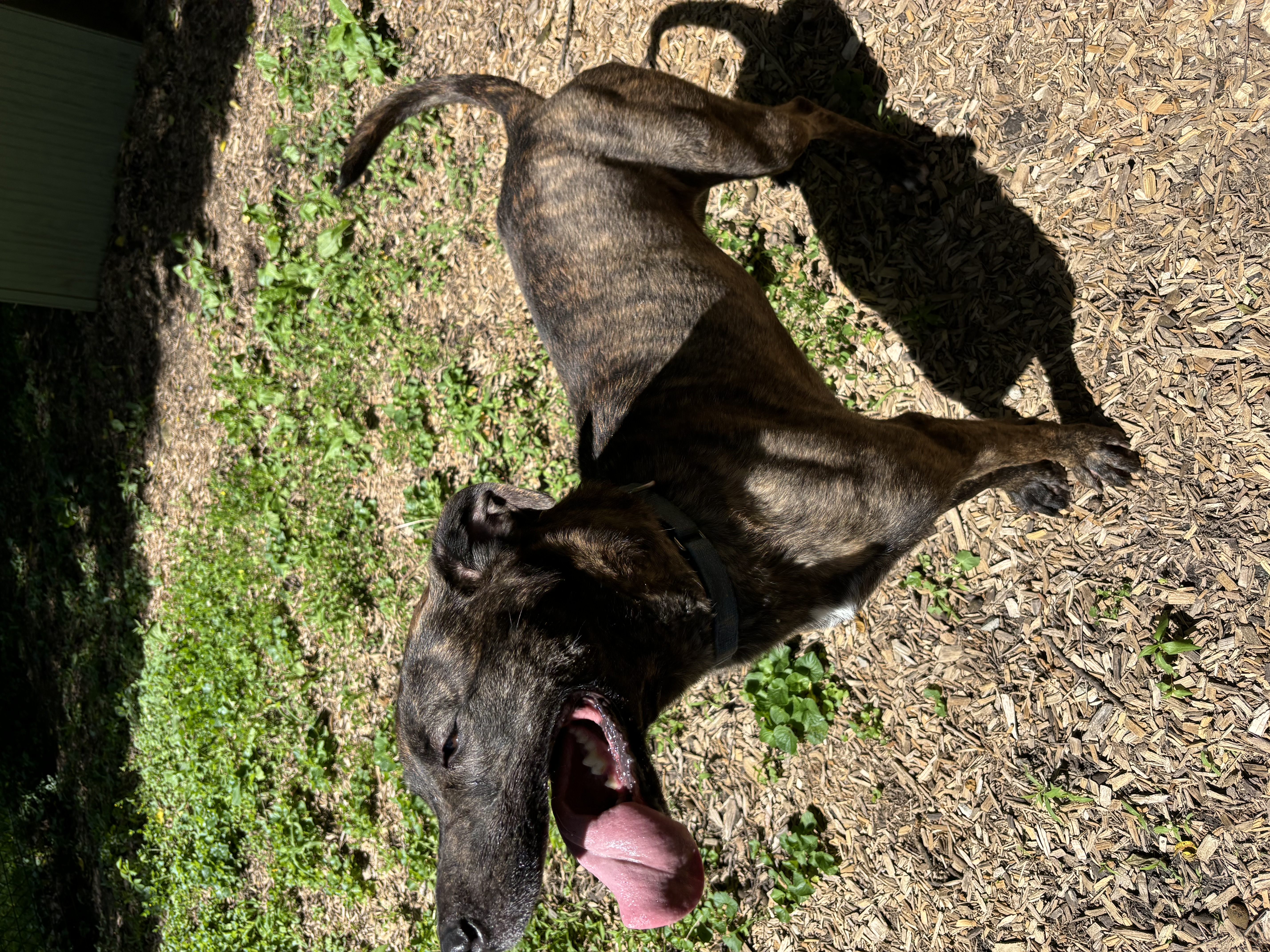 Enlarge Charlotte, a Adoptable Mountain Cur in Spencer, IN image 6/6