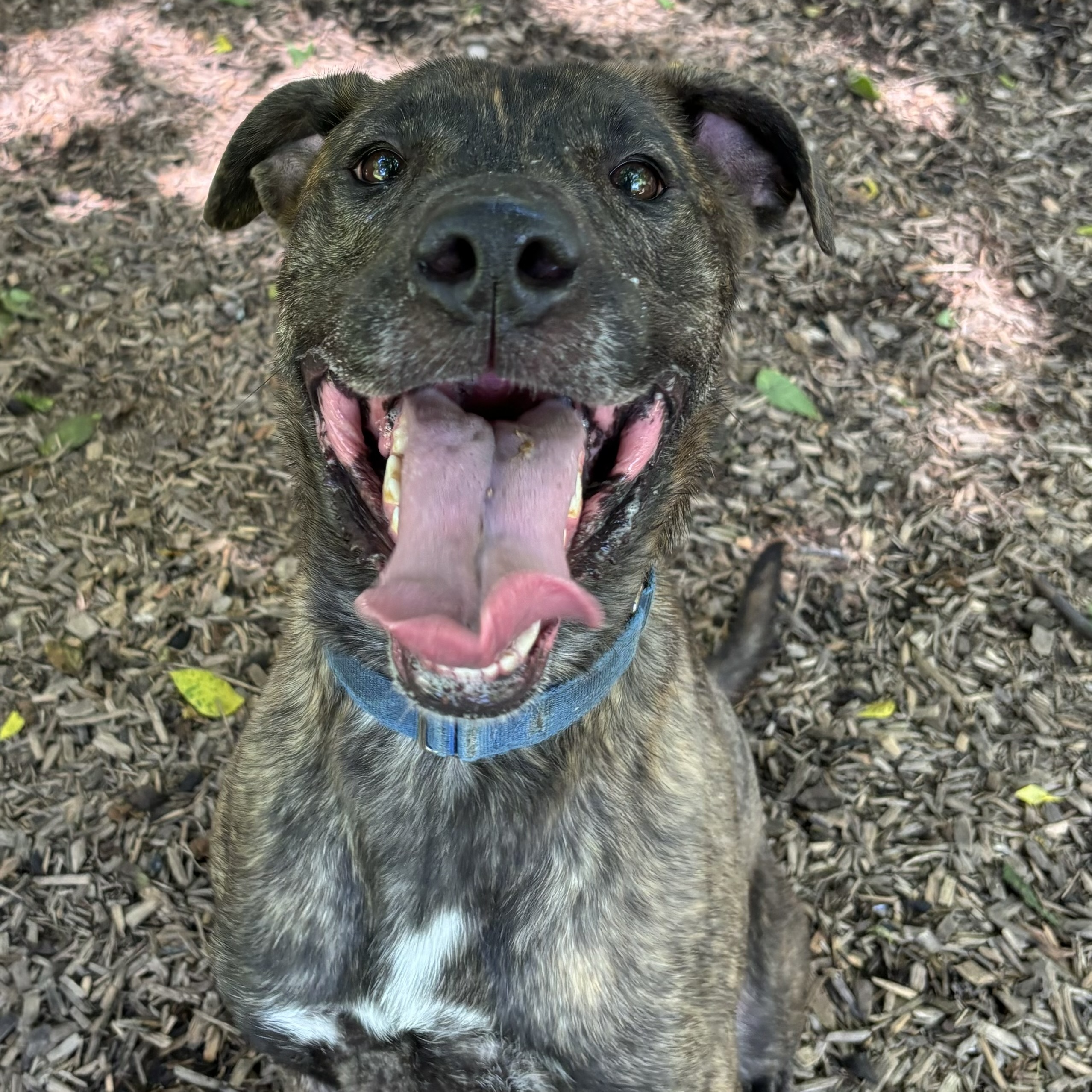 Enlarge Charlotte, a Adoptable Mountain Cur in Spencer, IN image 3/6