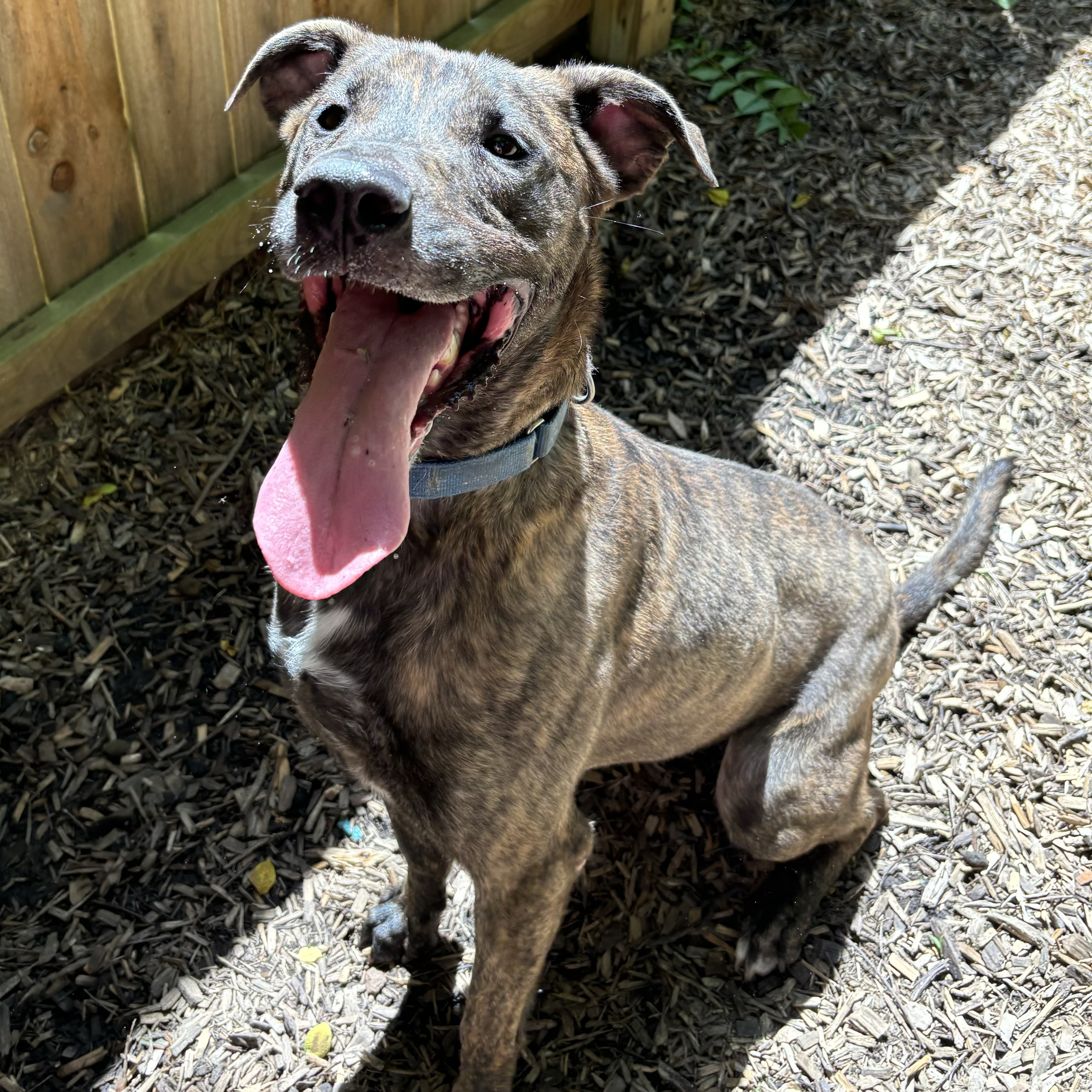 Enlarge Charlotte, a Adoptable Mountain Cur in Spencer, IN image 4/6