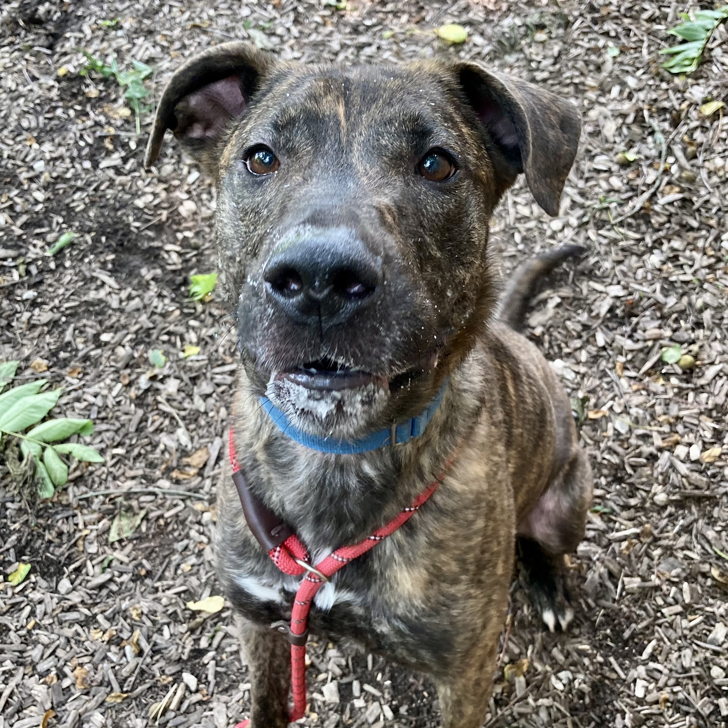 Enlarge Charlotte, a Adoptable Mountain Cur in Spencer, IN image 2/6