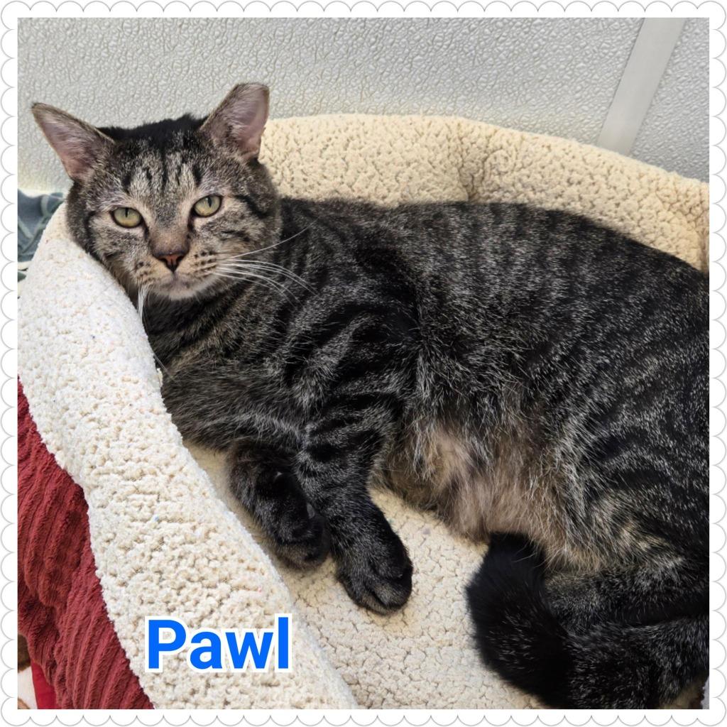 Enlarge Pawl, a Adoptable mixed breed in North Saint Paul, MN image 4/5