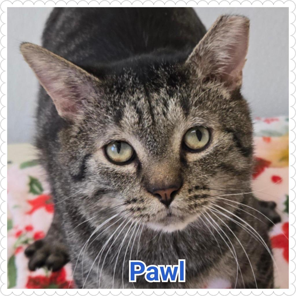 Pawl, Adoptable, Adult Male Domestic Short Hair.
