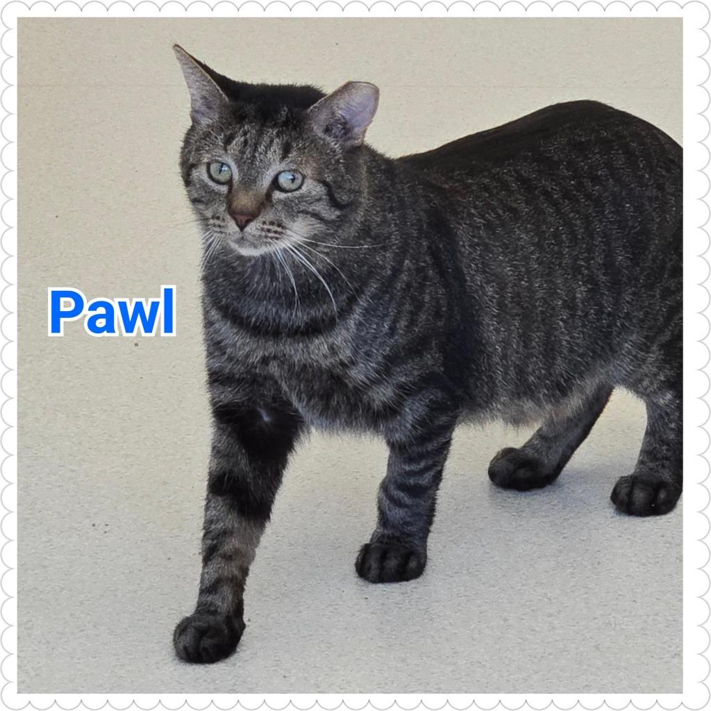 Enlarge Pawl, a Adoptable mixed breed in North Saint Paul, MN image 5/5
