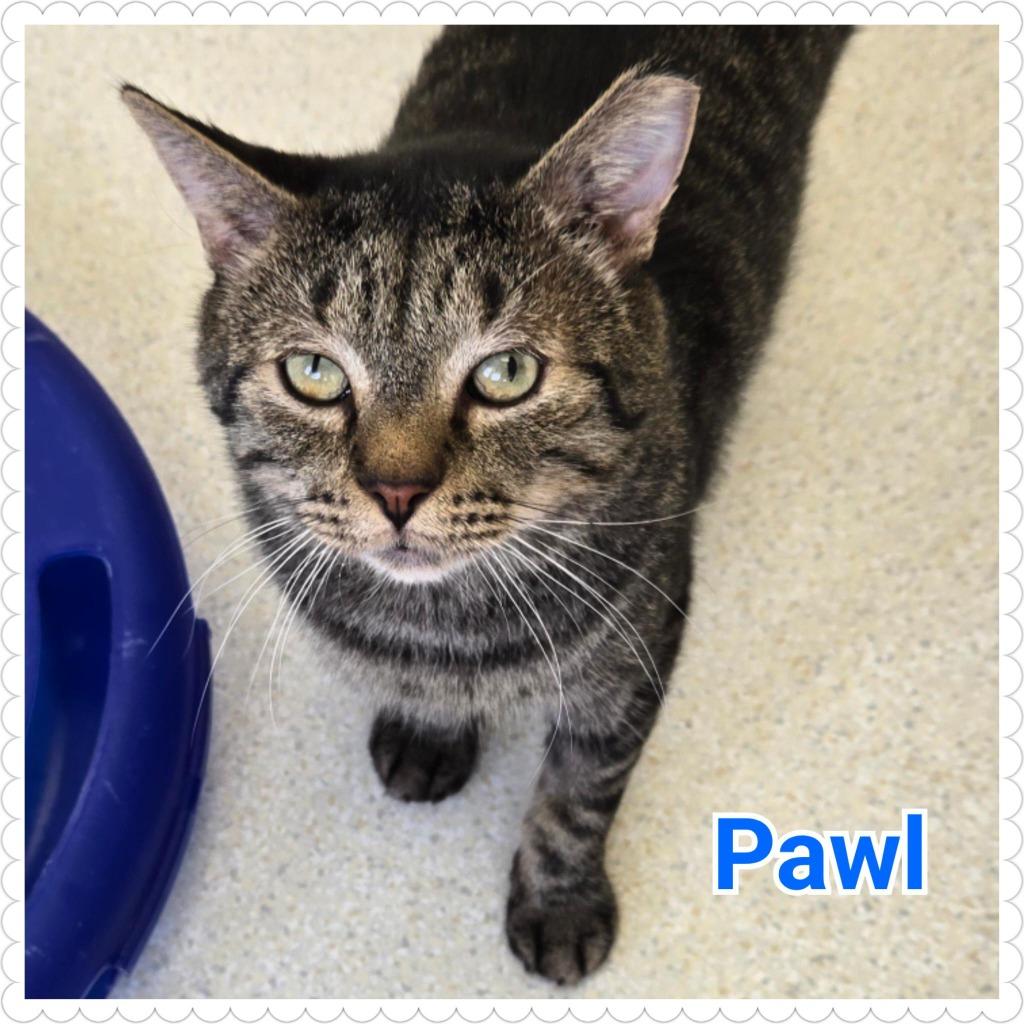 Pawl, Adoptable, Adult Male Domestic Short Hair.