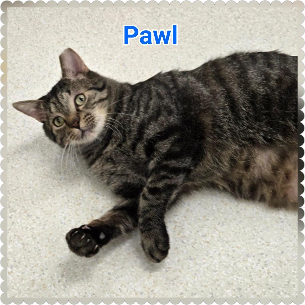 Enlarge Pawl, a Adoptable mixed breed in North Saint Paul, MN image 2/6