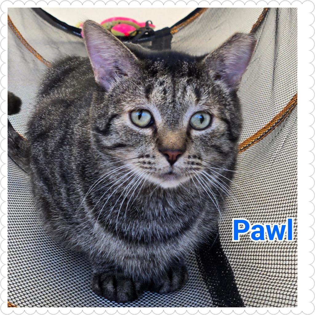 Pawl, Adoptable, Adult Male Domestic Short Hair.
