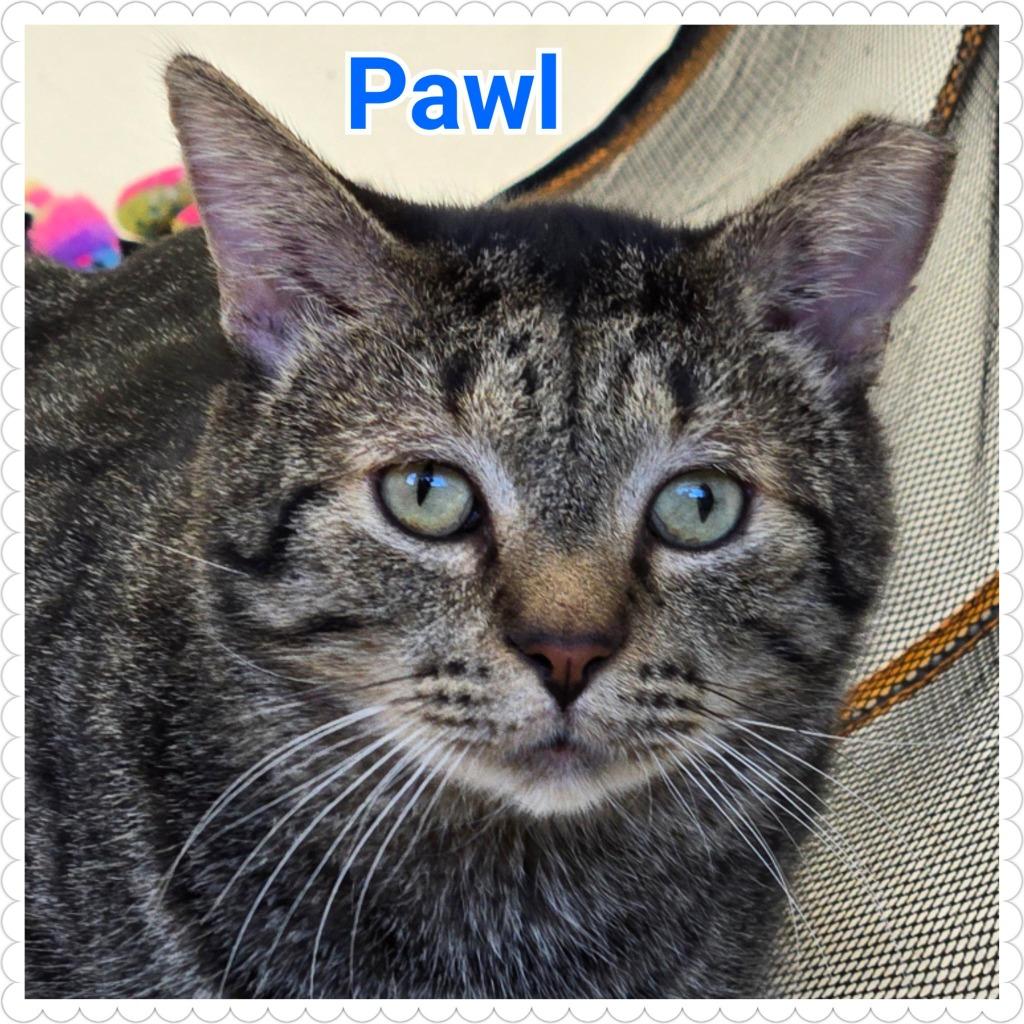 Enlarge Pawl, a Adoptable mixed breed in North Saint Paul, MN image 3/5