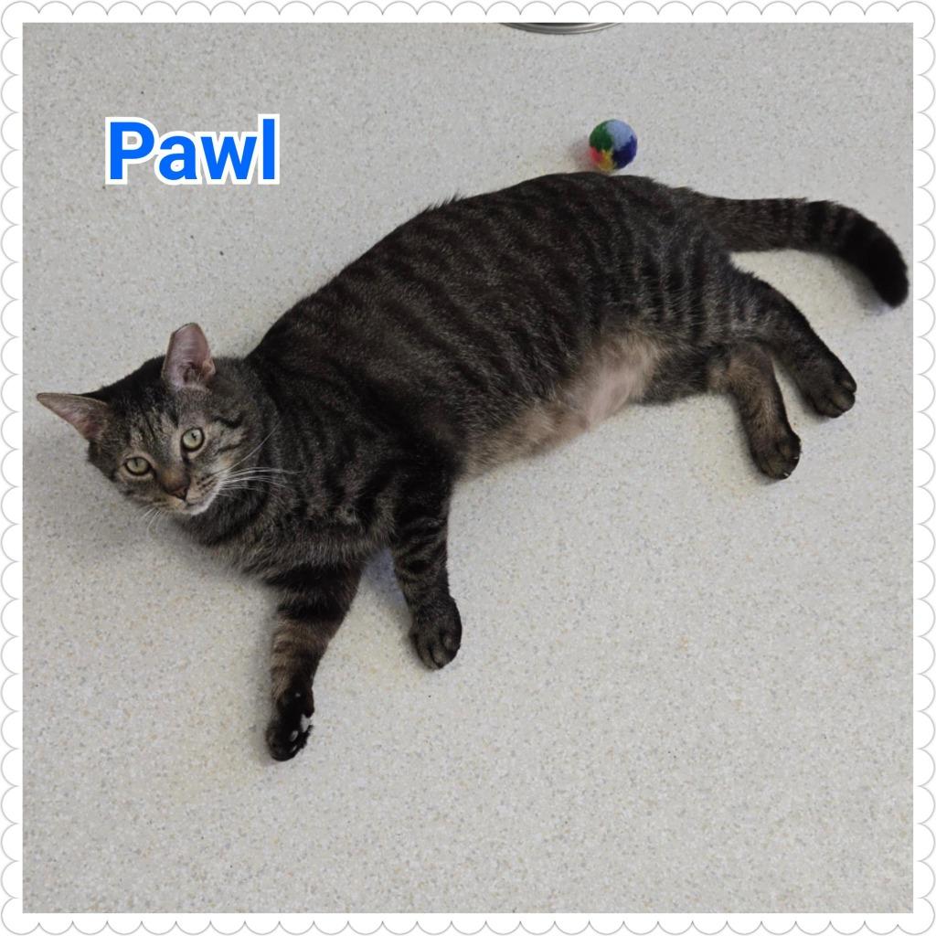 Enlarge Pawl, a Adoptable mixed breed in North Saint Paul, MN image 4/6