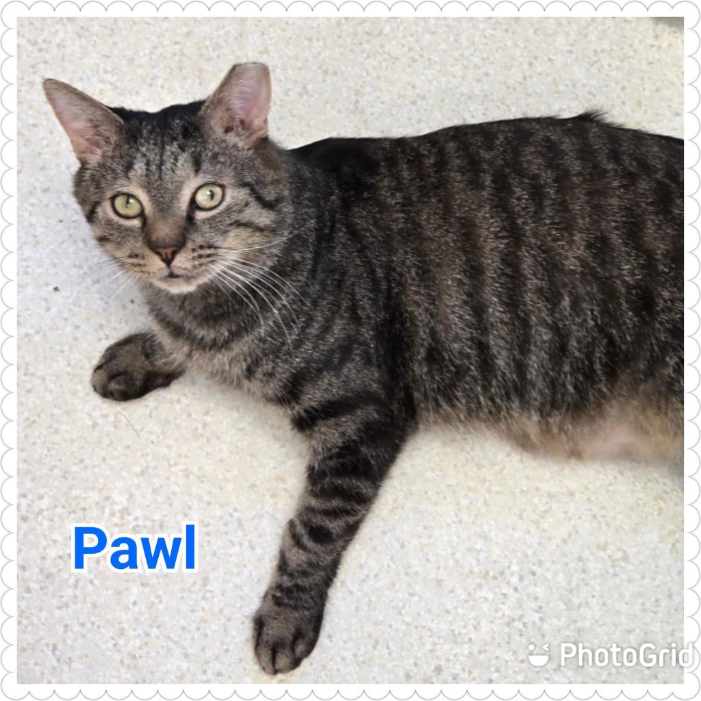 Enlarge Pawl, a Adoptable mixed breed in North Saint Paul, MN image 5/6