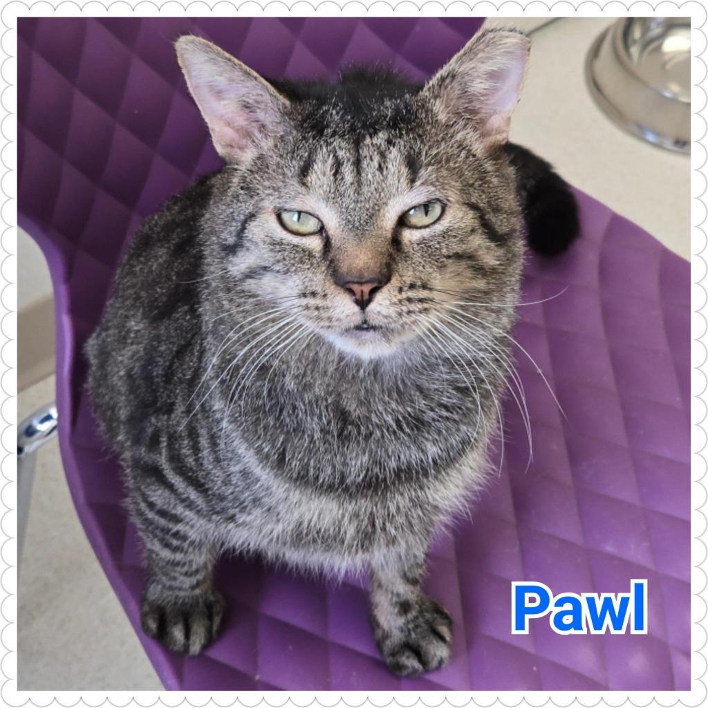 Enlarge Pawl, a Adoptable mixed breed in North Saint Paul, MN image 6/6