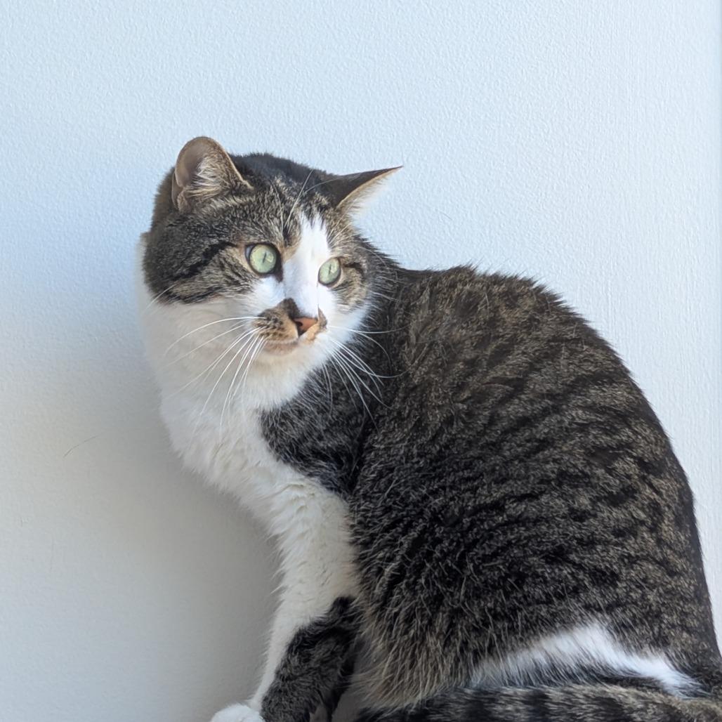 Flekka, Adoptable, Adult Female Domestic Short Hair.