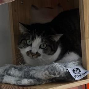 Flekka, Adoptable, Adult Female Domestic Short Hair.