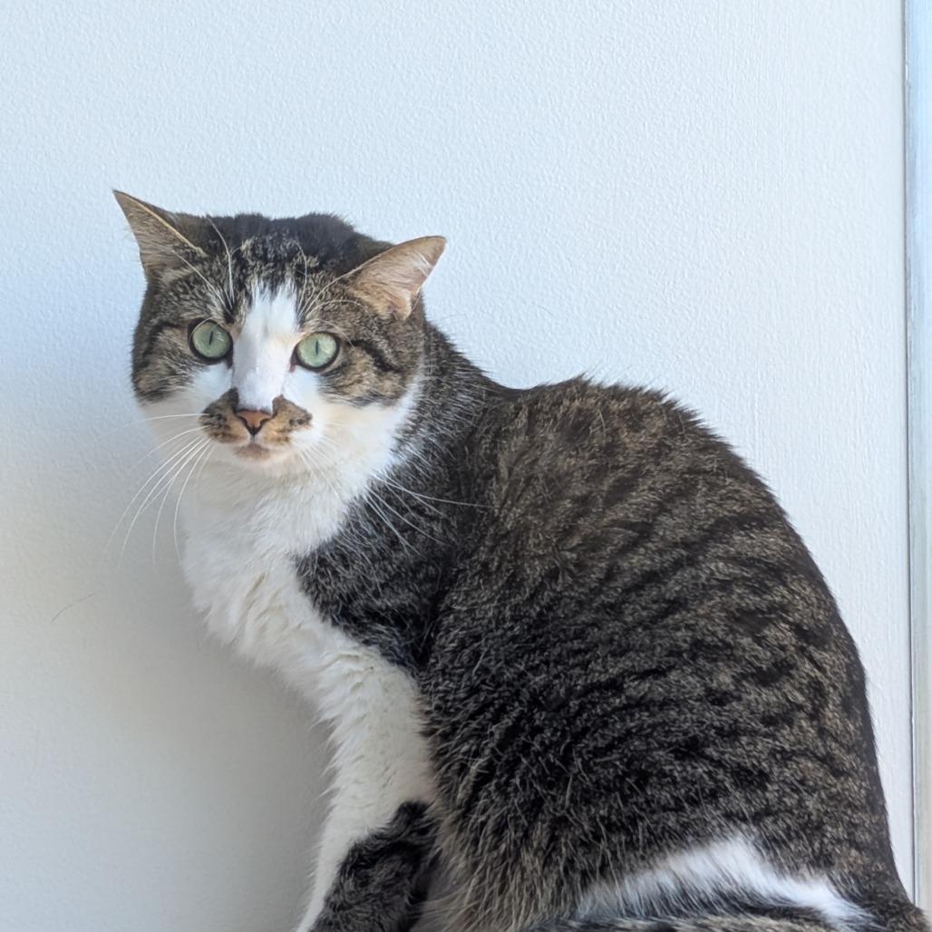 Flekka, a Adoptable Domestic Short Hair in Redwood City, CA image 3/6