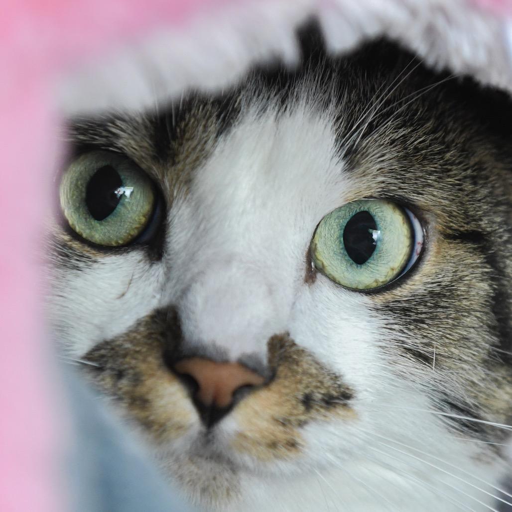 Flekka, a Adoptable Domestic Short Hair in Redwood City, CA image 5/6