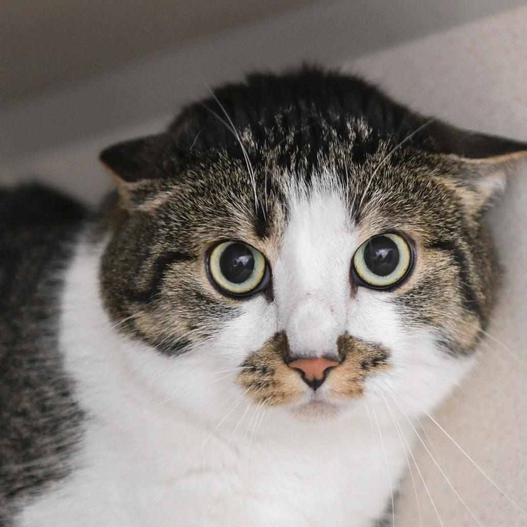 Enlarge Flekka, a Adoptable Domestic Short Hair in Redwood City, CA image 2/3