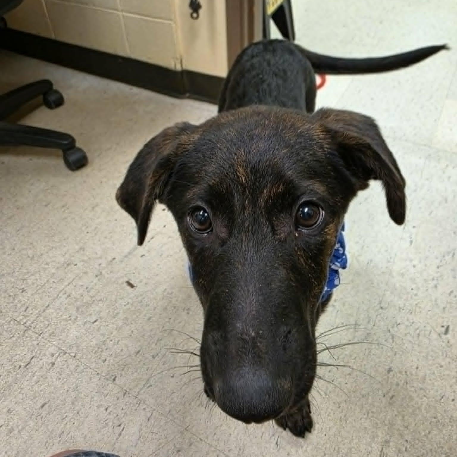 Dash, an adopted mixed breed in Grants Pass, OR image 4/6