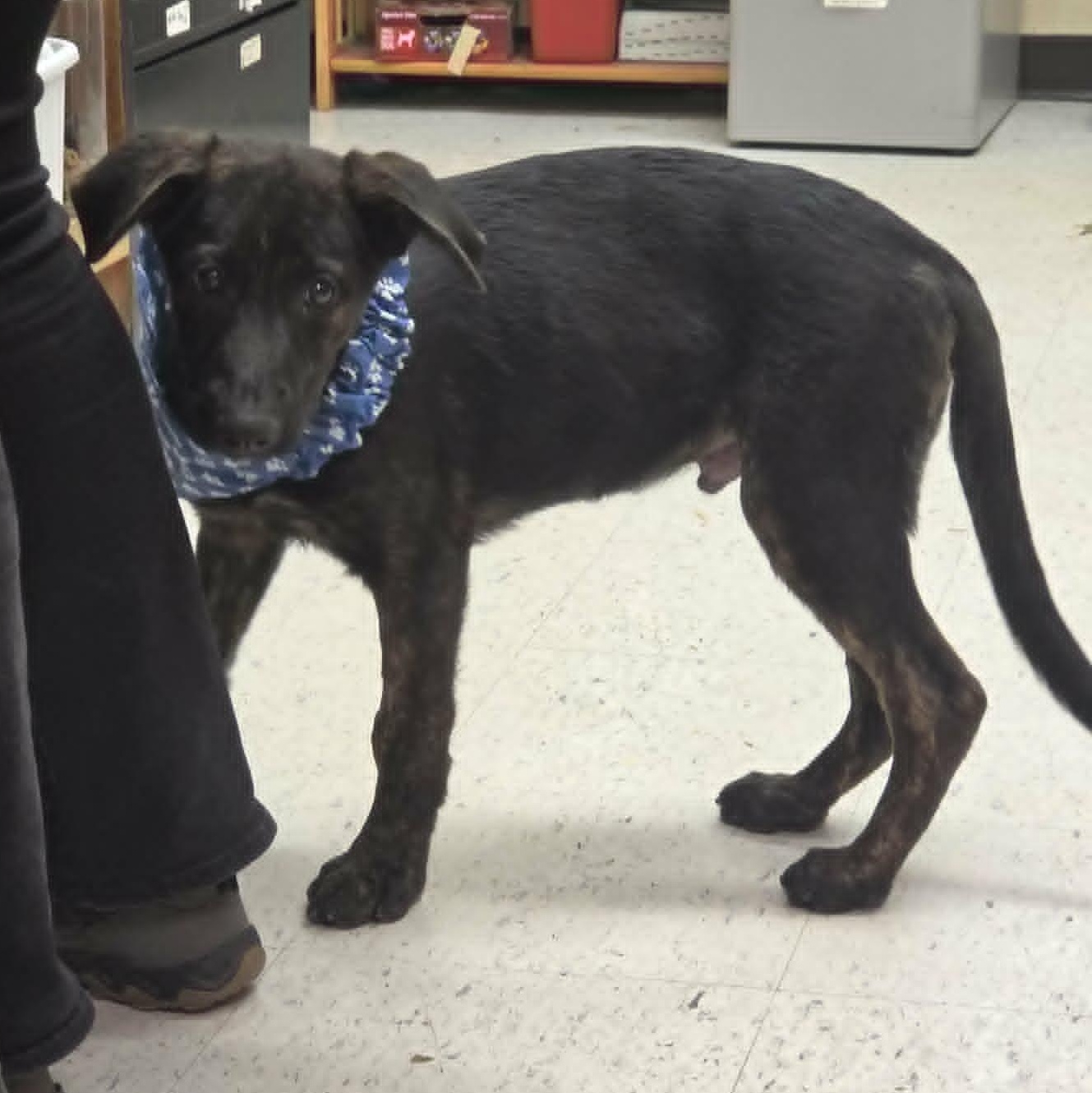 Dash, an adopted mixed breed in Grants Pass, OR image 3/6