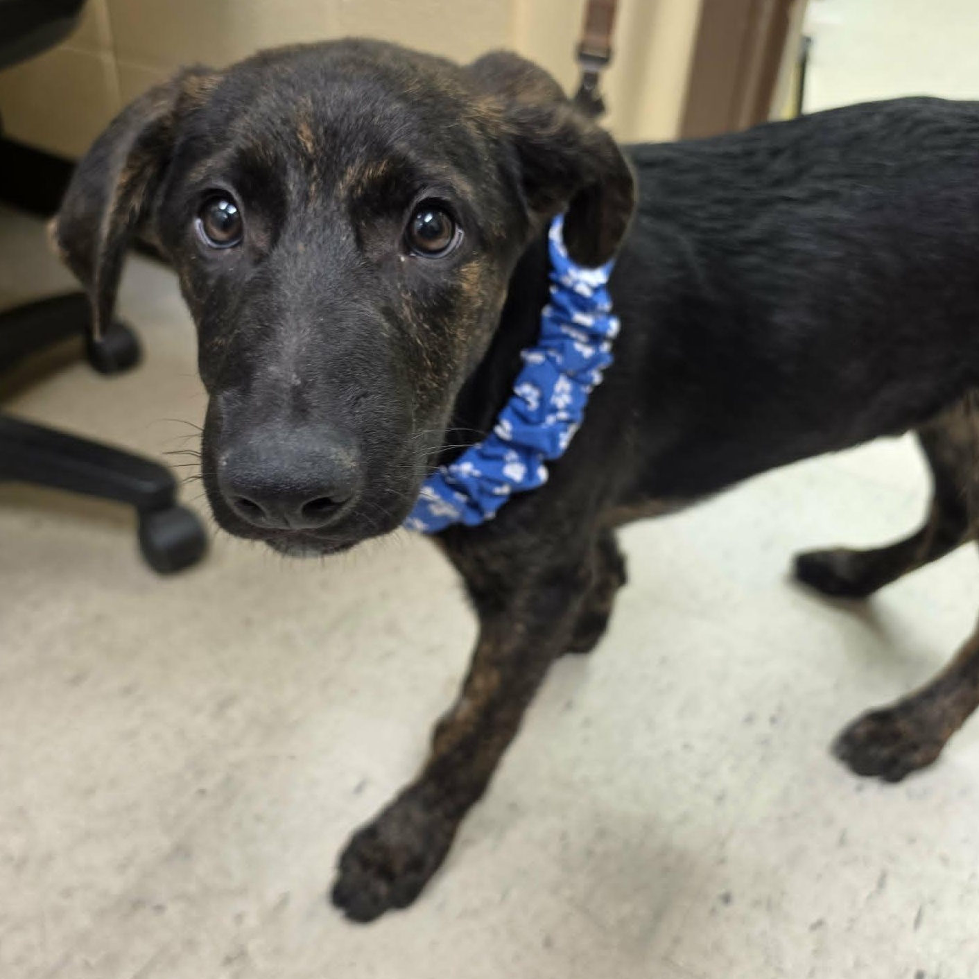 Dash, adopted, Puppy Male German Shepherd Dog.
