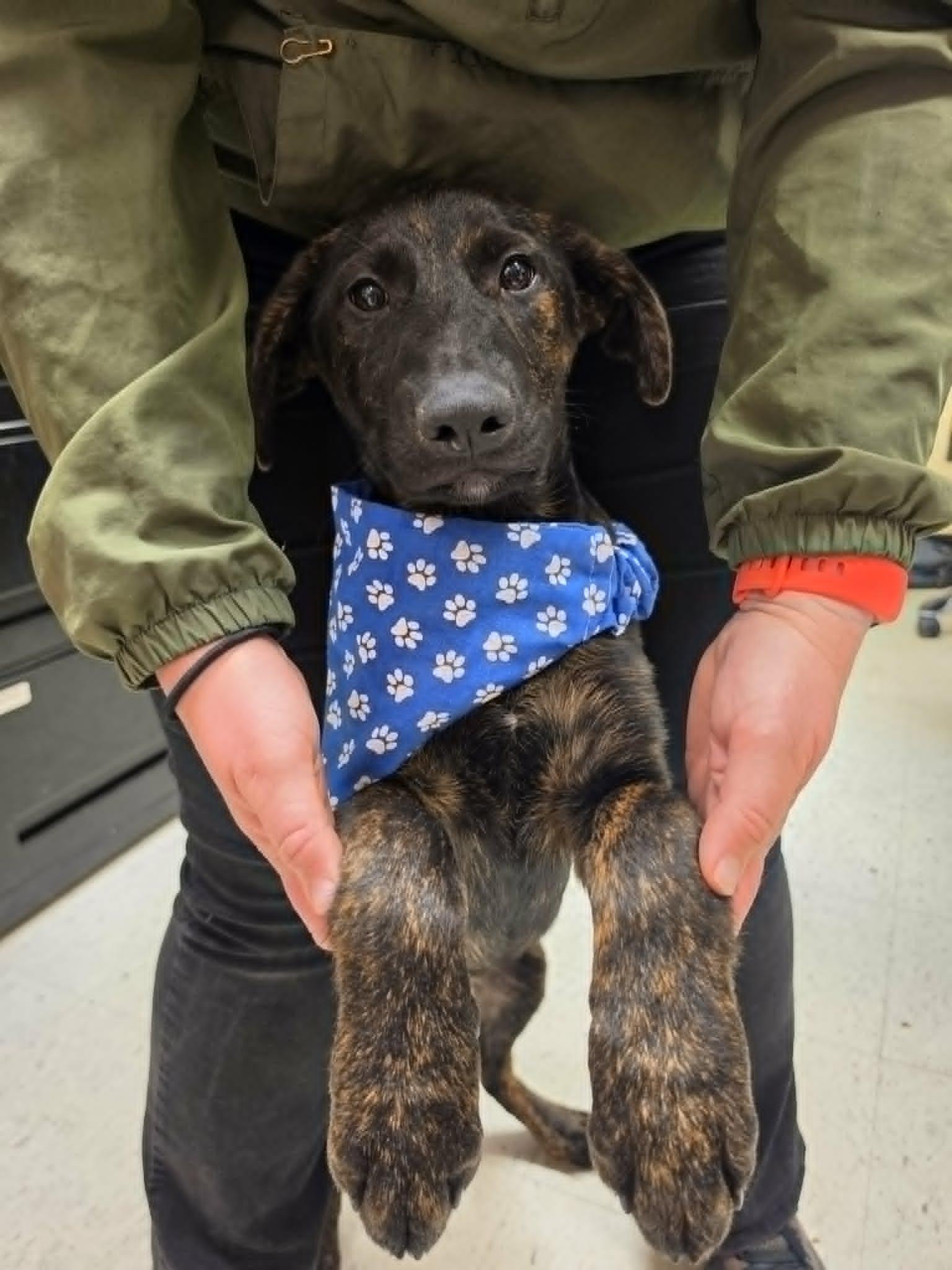 Dash, an adopted mixed breed in Grants Pass, OR image 2/6