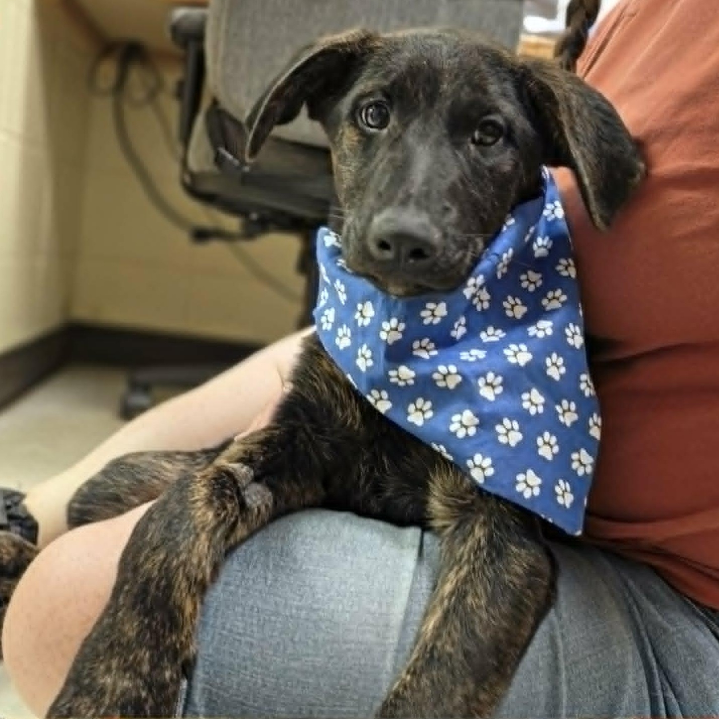 Dash, an adopted mixed breed in Grants Pass, OR image 5/6