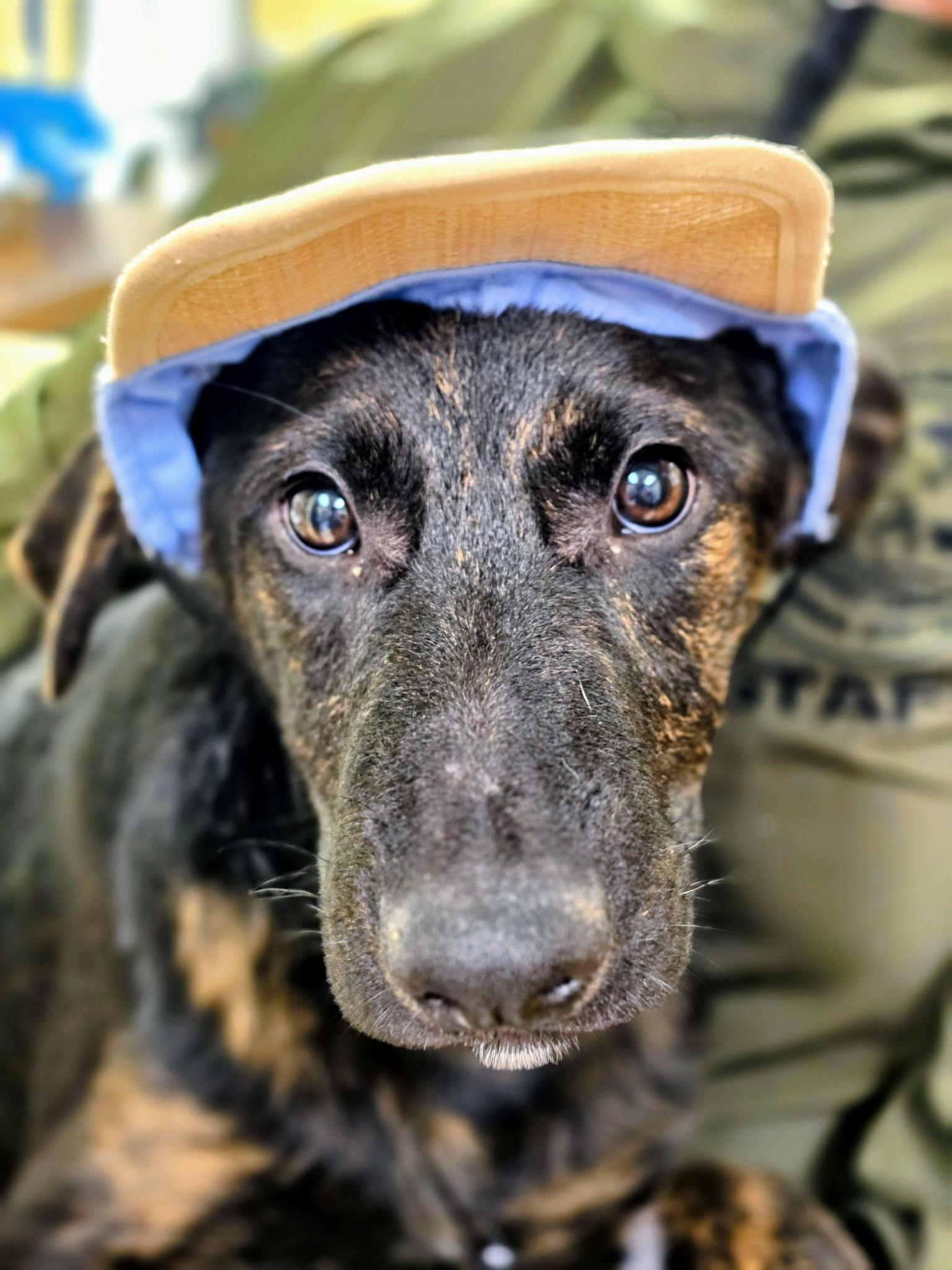 Dash, an adopted mixed breed in Grants Pass, OR image 6/6