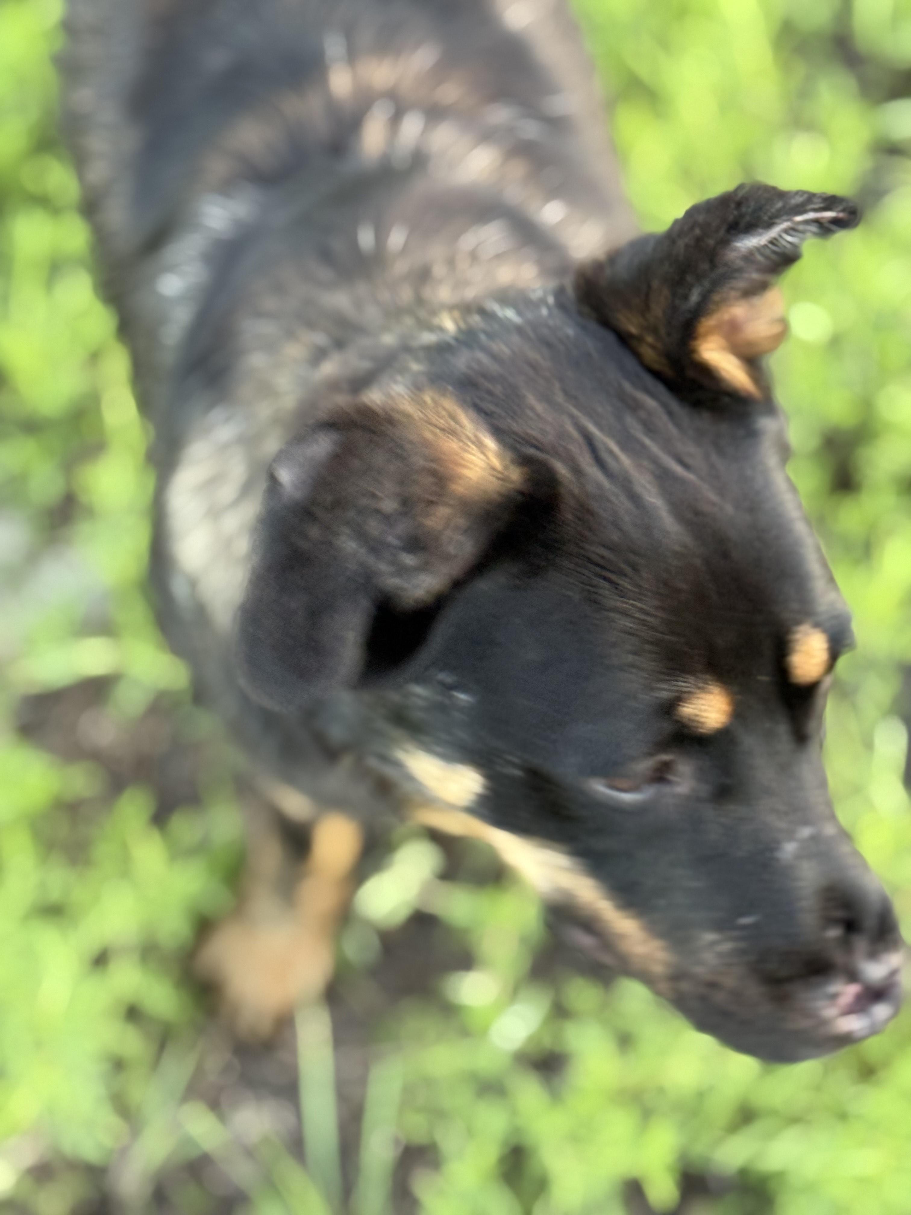 Miracle on 34th St., a Adoptable mixed breed in Kerrville, TX image 2/3