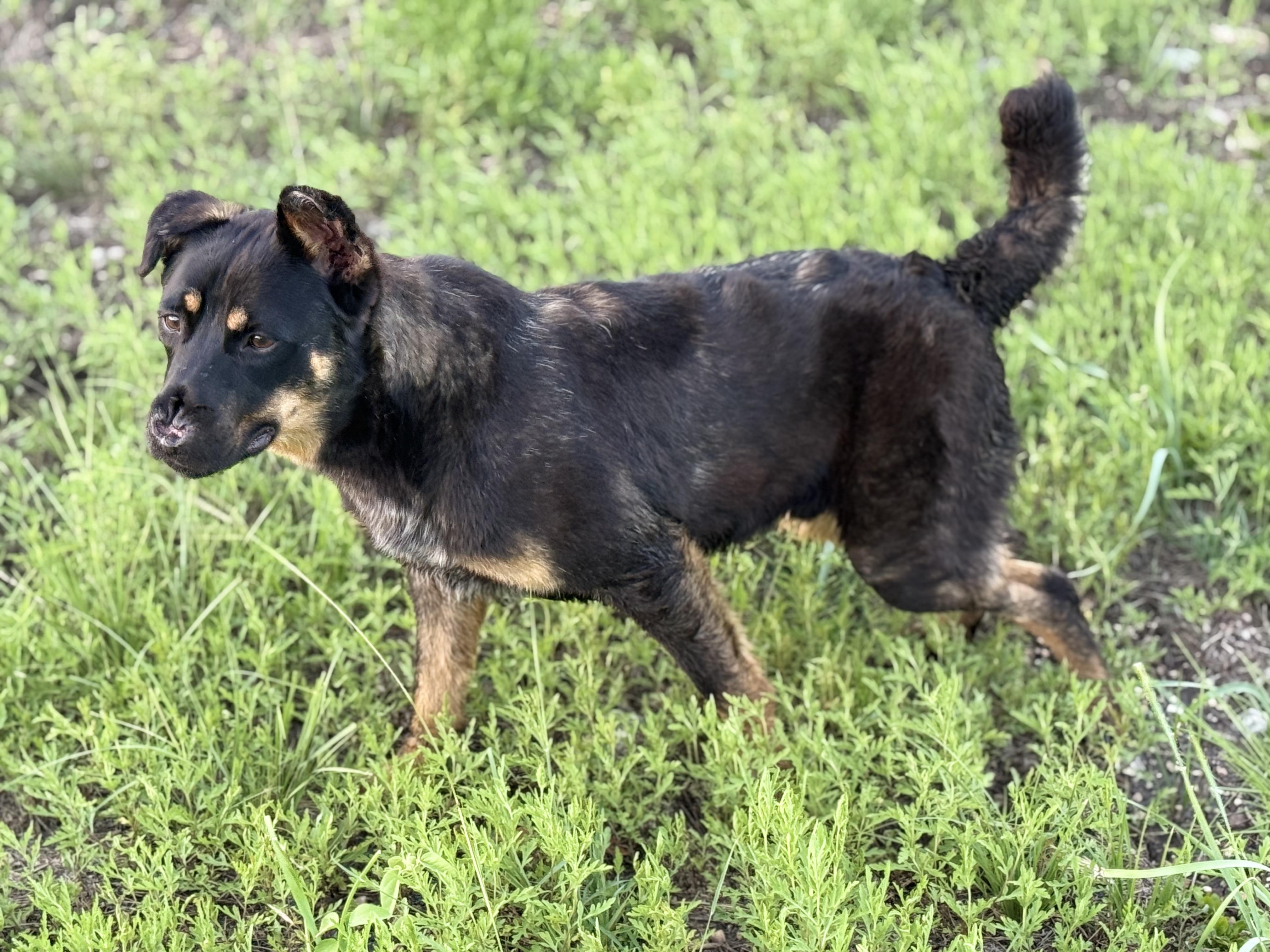 Miracle on 34th St., a Adoptable mixed breed in Kerrville, TX image 3/3