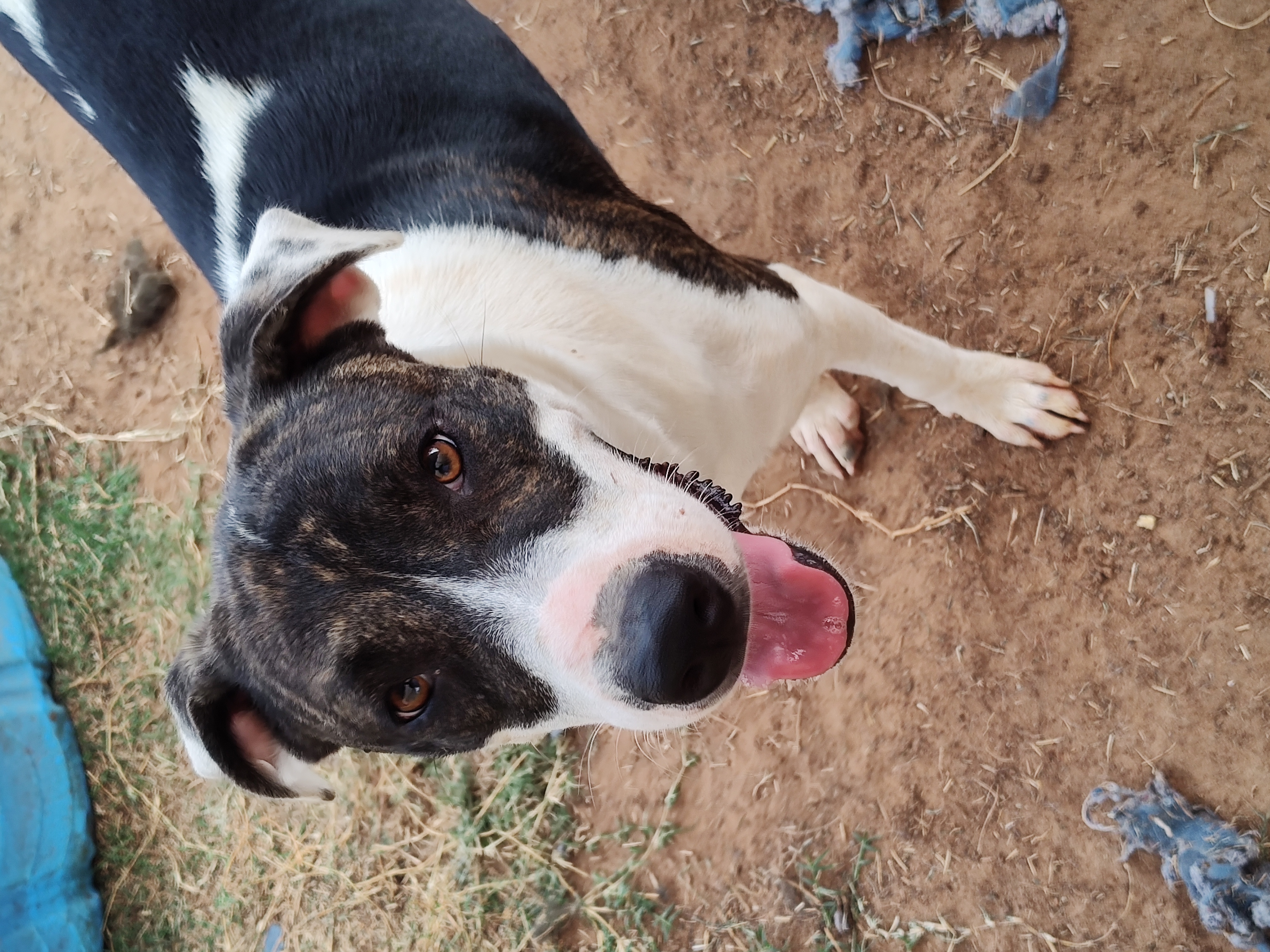 Angel, Adoptable, Adult Female Pit Bull Terrier.