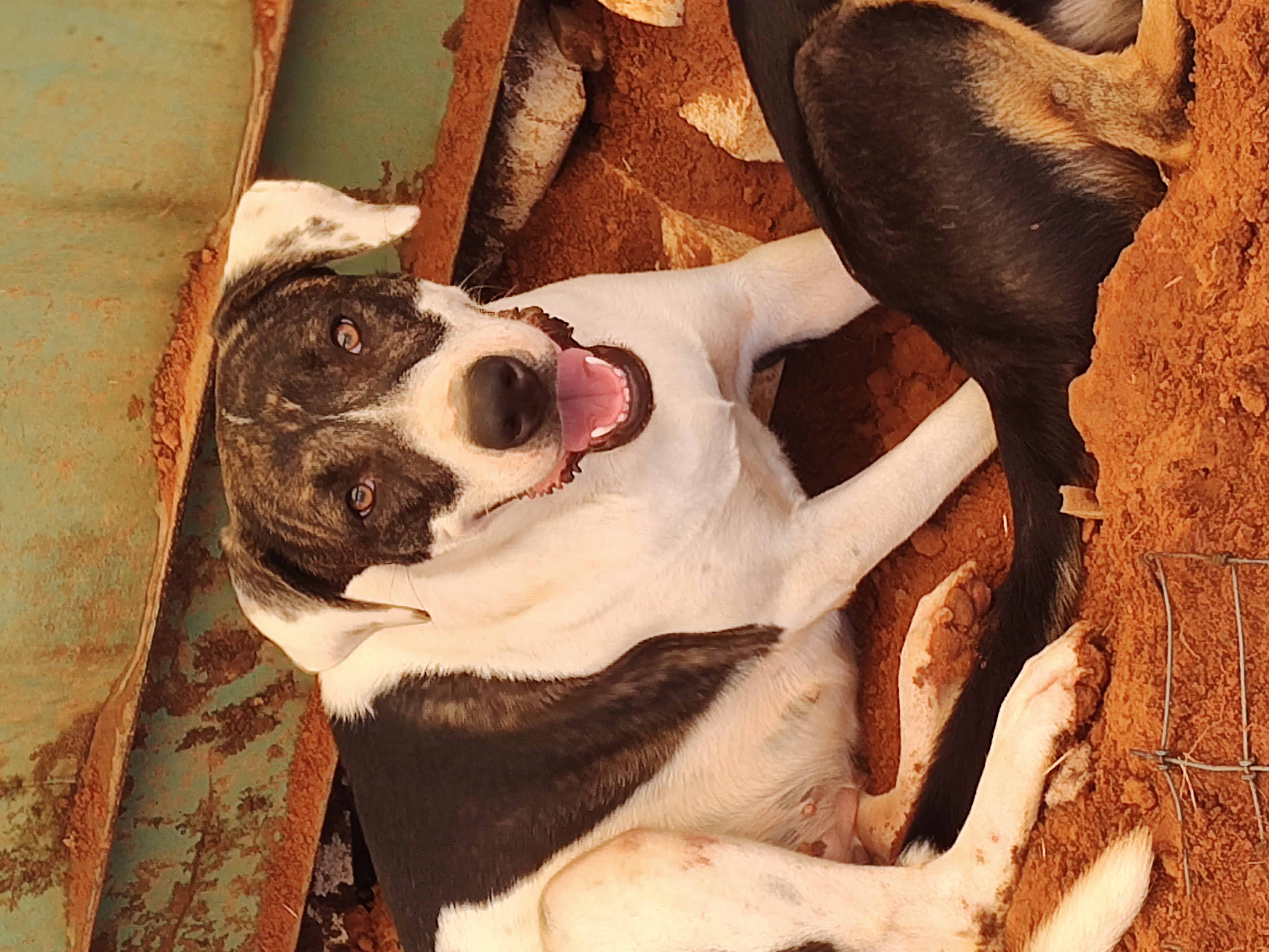 Enlarge Angel, a Adoptable mixed breed in Paradise, TX image 2/4