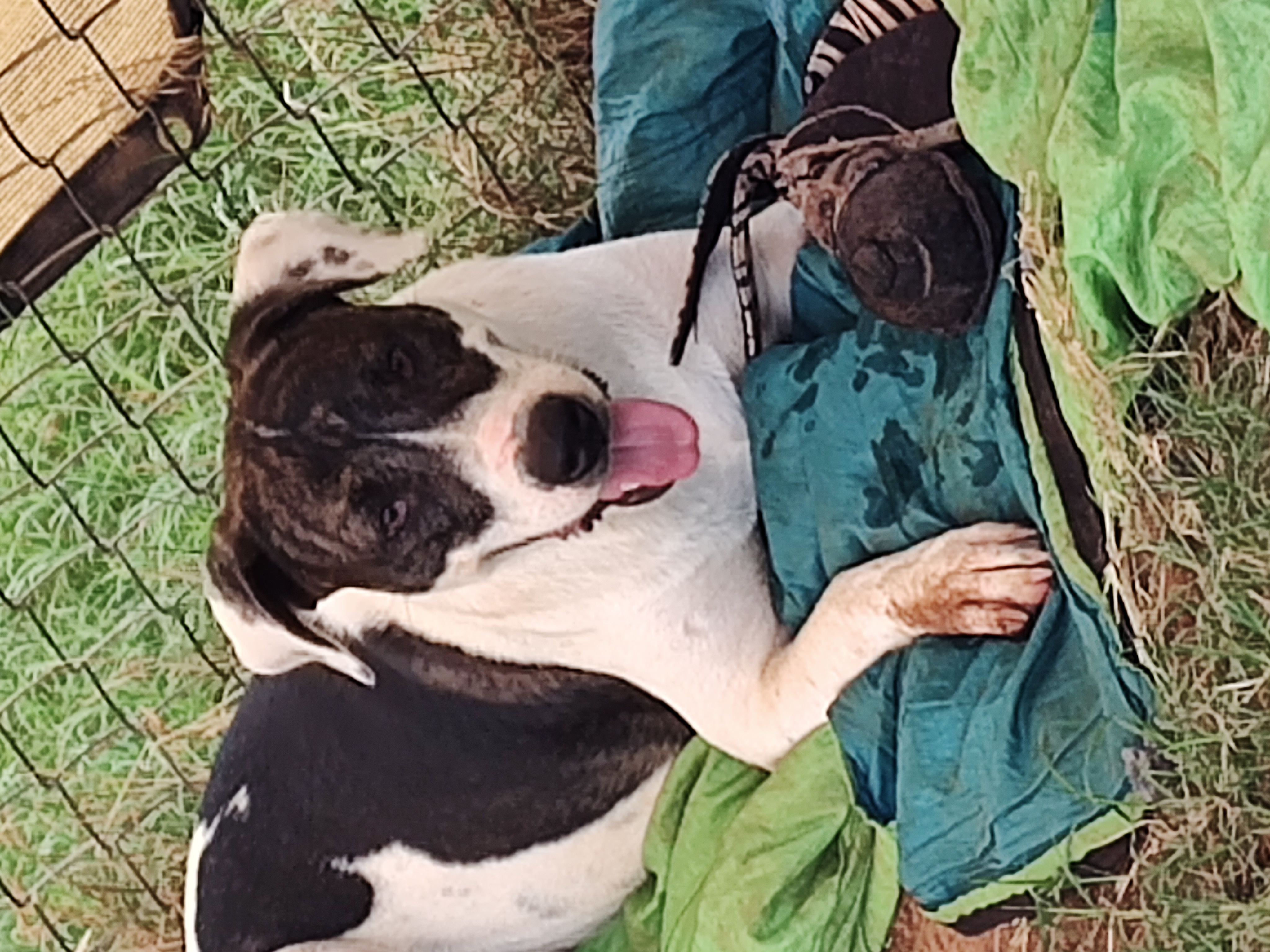 Enlarge Angel, a Adoptable mixed breed in Paradise, TX image 3/4