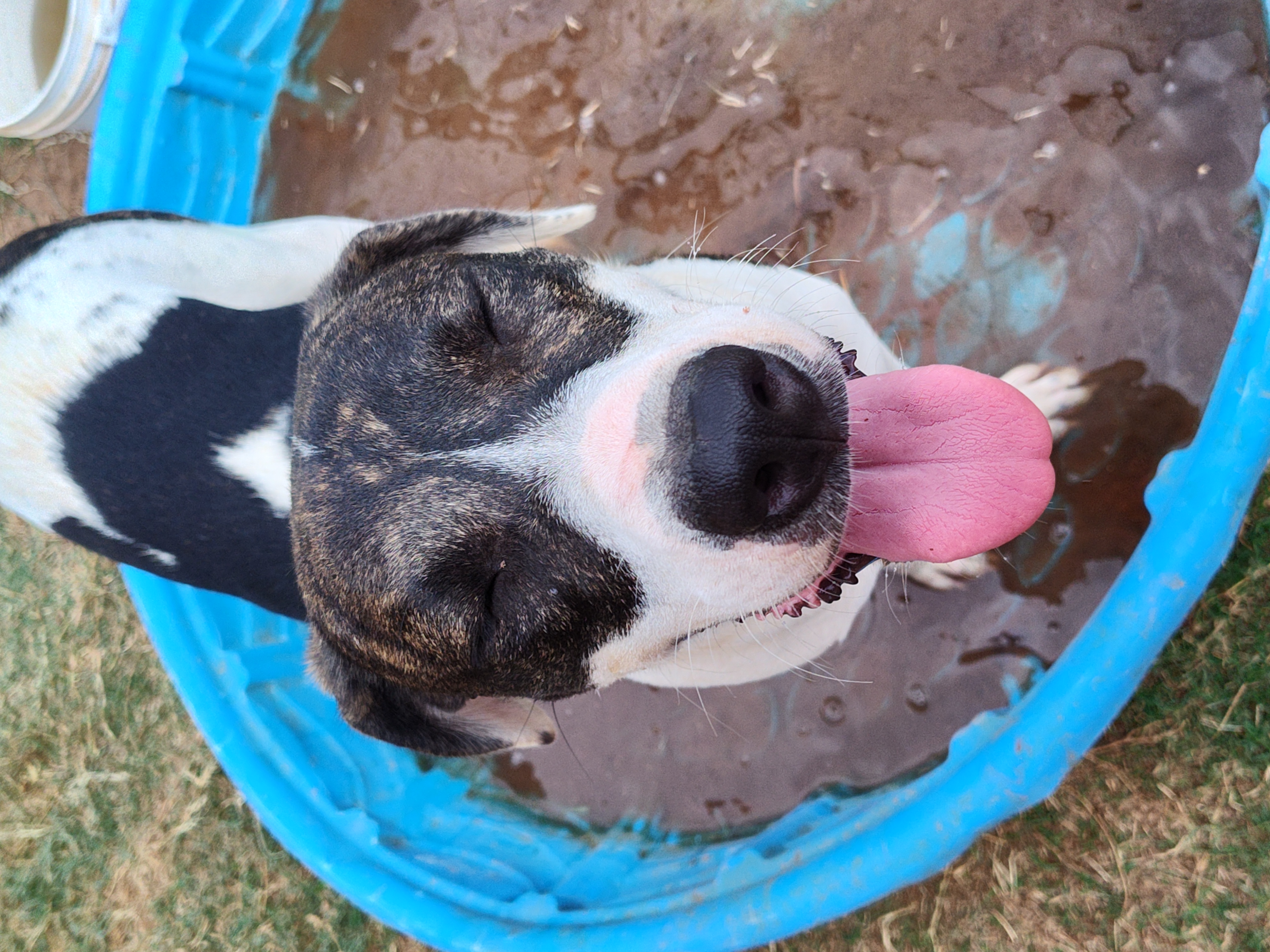 Enlarge Angel, a Adoptable mixed breed in Paradise, TX image 4/4