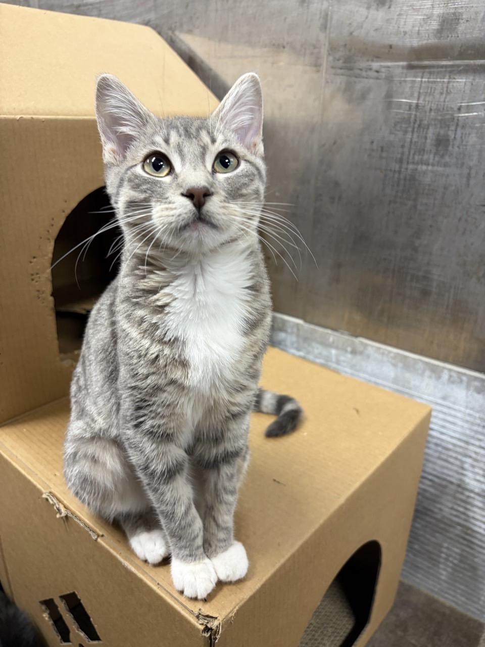 Frida , adopted, Young Female Tabby.