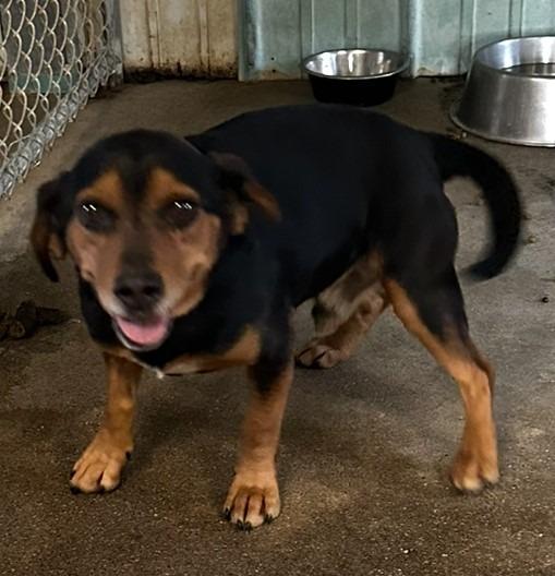 Baxter, Adoptable, Adult Male Beagle & Dachshund.