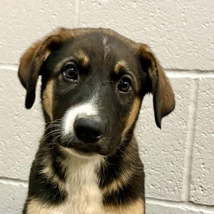Milk Chocolate, adopted, Puppy Female Australian Cattle Dog / Blue Heeler & Border Collie.