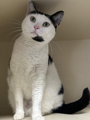 Enlarge Nova, a Adoptable mixed breed in DeKalb, IL image 2/4