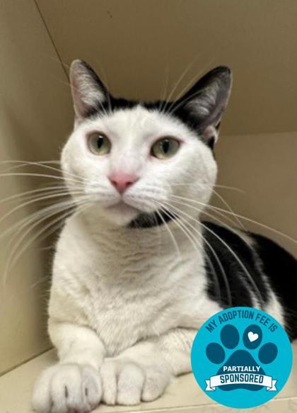 Nova, Adoptable, Adult Female Domestic Short Hair.