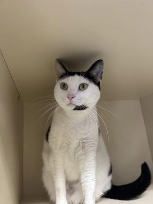 Enlarge Nova, a Adoptable mixed breed in DeKalb, IL image 3/4