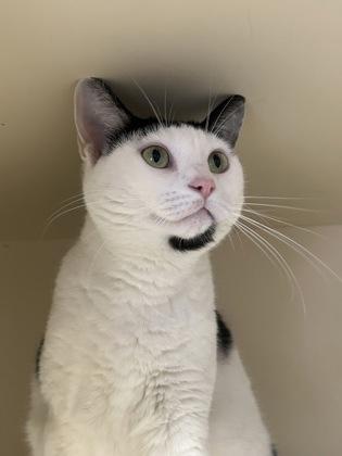 Enlarge Nova, a Adoptable mixed breed in DeKalb, IL image 4/4