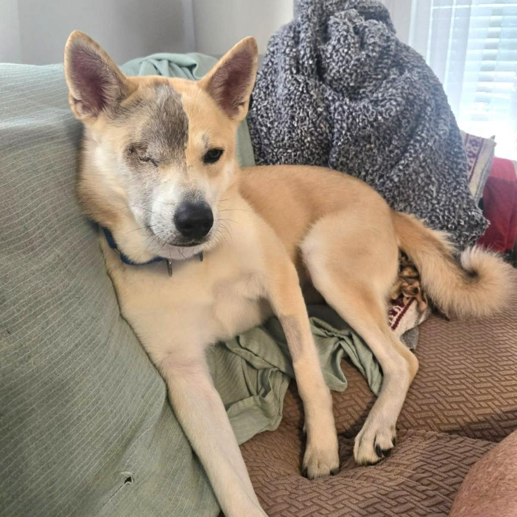 D.A.R.E, Adoptable, Adult Male Mixed Breed.