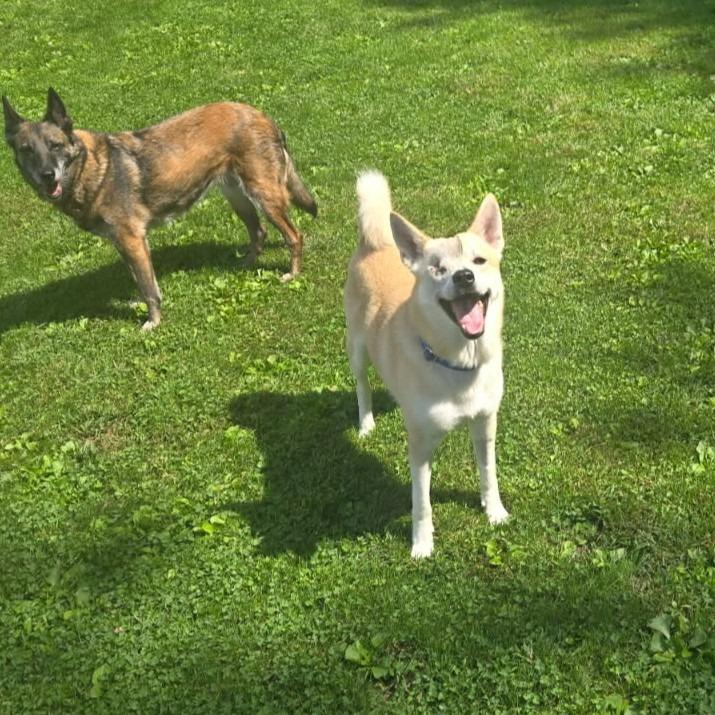 Enlarge D.A.R.E, a Adoptable Mixed Breed in State College, PA image 2/5