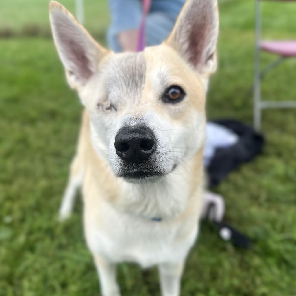 Enlarge D.A.R.E, a Adoptable Mixed Breed in State College, PA image 4/5