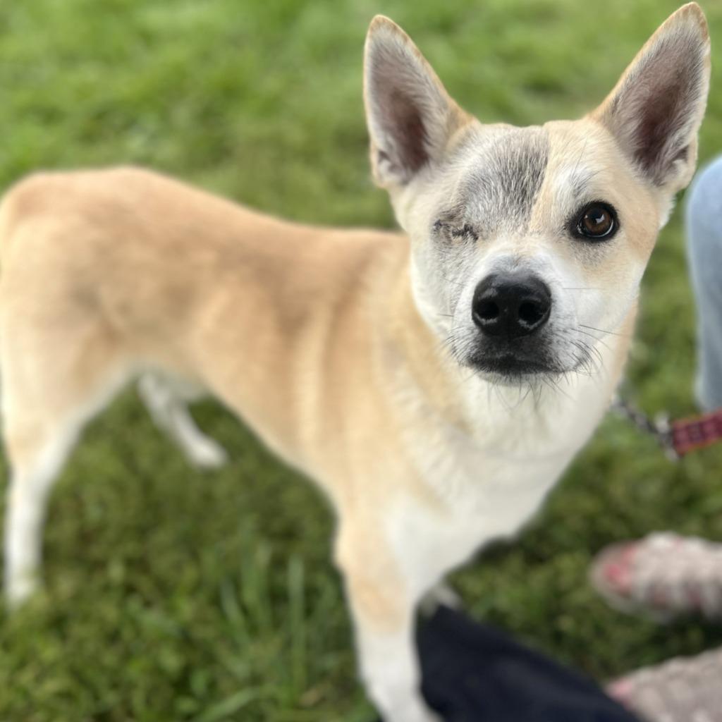 Enlarge D.A.R.E, a Adoptable Mixed Breed in State College, PA image 5/5