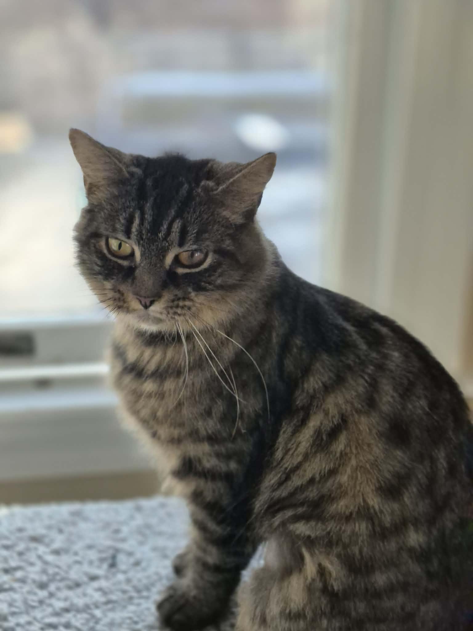 Maizie And Daisy thumbnail 5