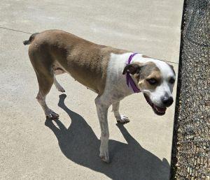 Enlarge Phoebe, a Adoptable Pit Bull Terrier in Bucyrus, OH image 5/5