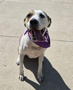 Enlarge Phoebe, a Adoptable Pit Bull Terrier in Bucyrus, OH image 2/5