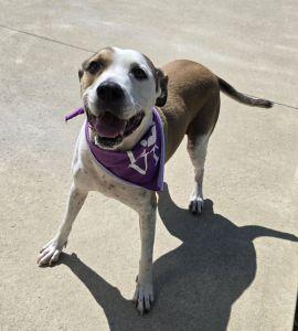 Enlarge Phoebe, a Adoptable Pit Bull Terrier in Bucyrus, OH image 4/5