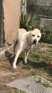 Enlarge Rocky, a Adoptable mixed breed in Fort Pierce, FL image 1/1
