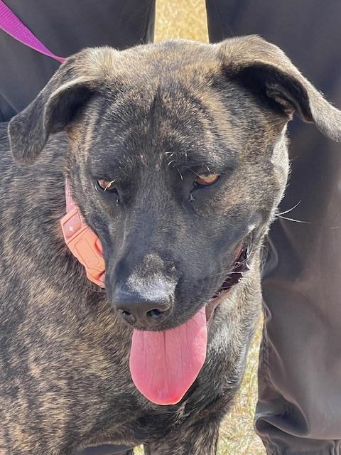 Tora, an adoptable Labrador Retriever, American Staffordshire Terrier in Riverton, WY, 82501 | Photo Image 2