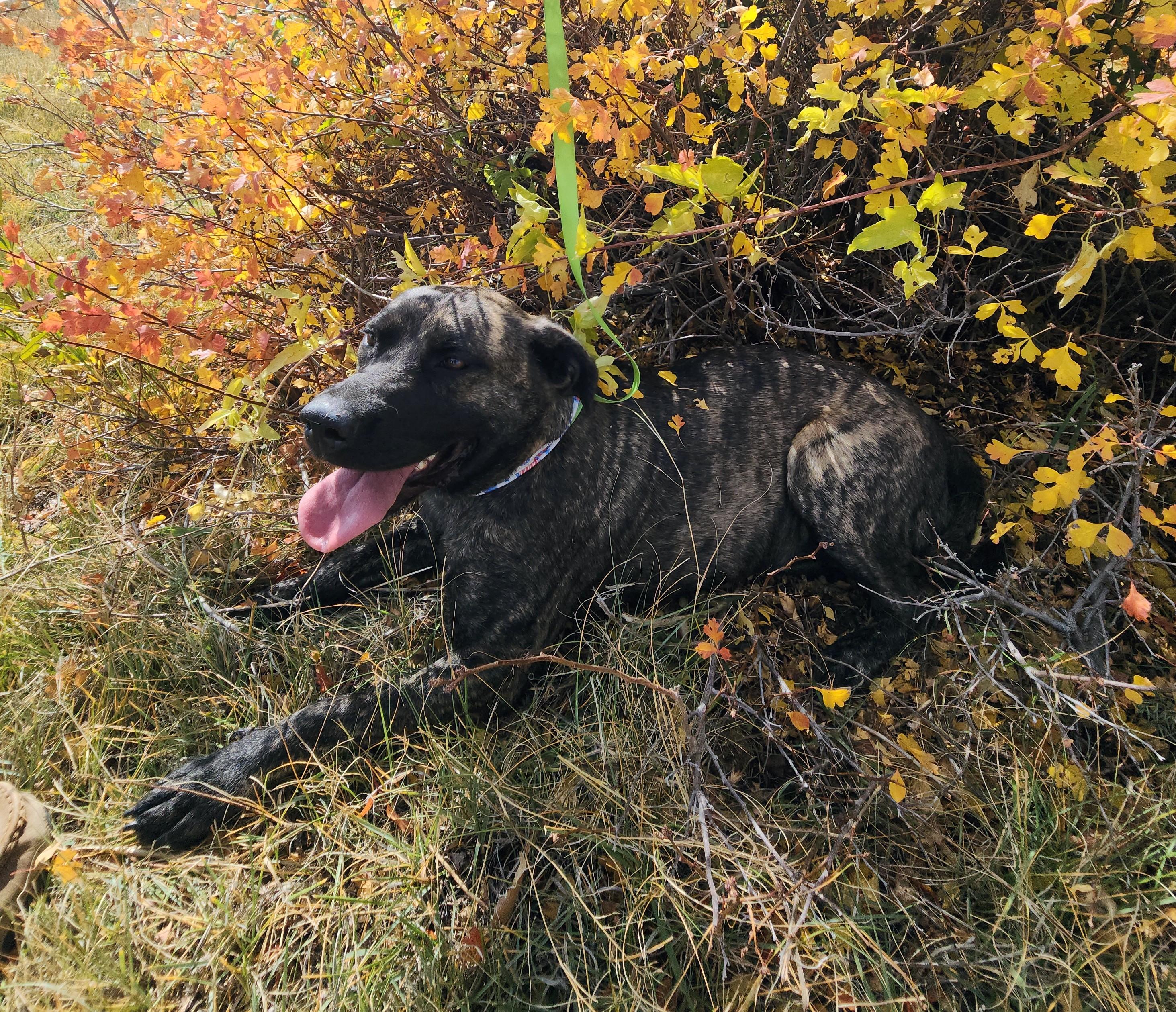 Tora, an adoptable Labrador Retriever, American Staffordshire Terrier in Riverton, WY, 82501 | Photo Image 2