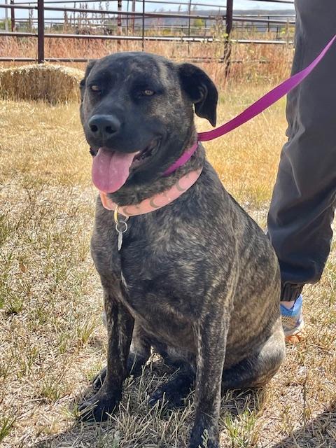 Tora, an adoptable Labrador Retriever, American Staffordshire Terrier in Riverton, WY, 82501 | Photo Image 1